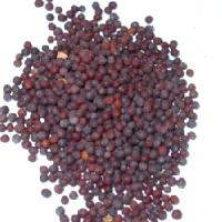 Mustard Seed (Black) 1 Oz. Package